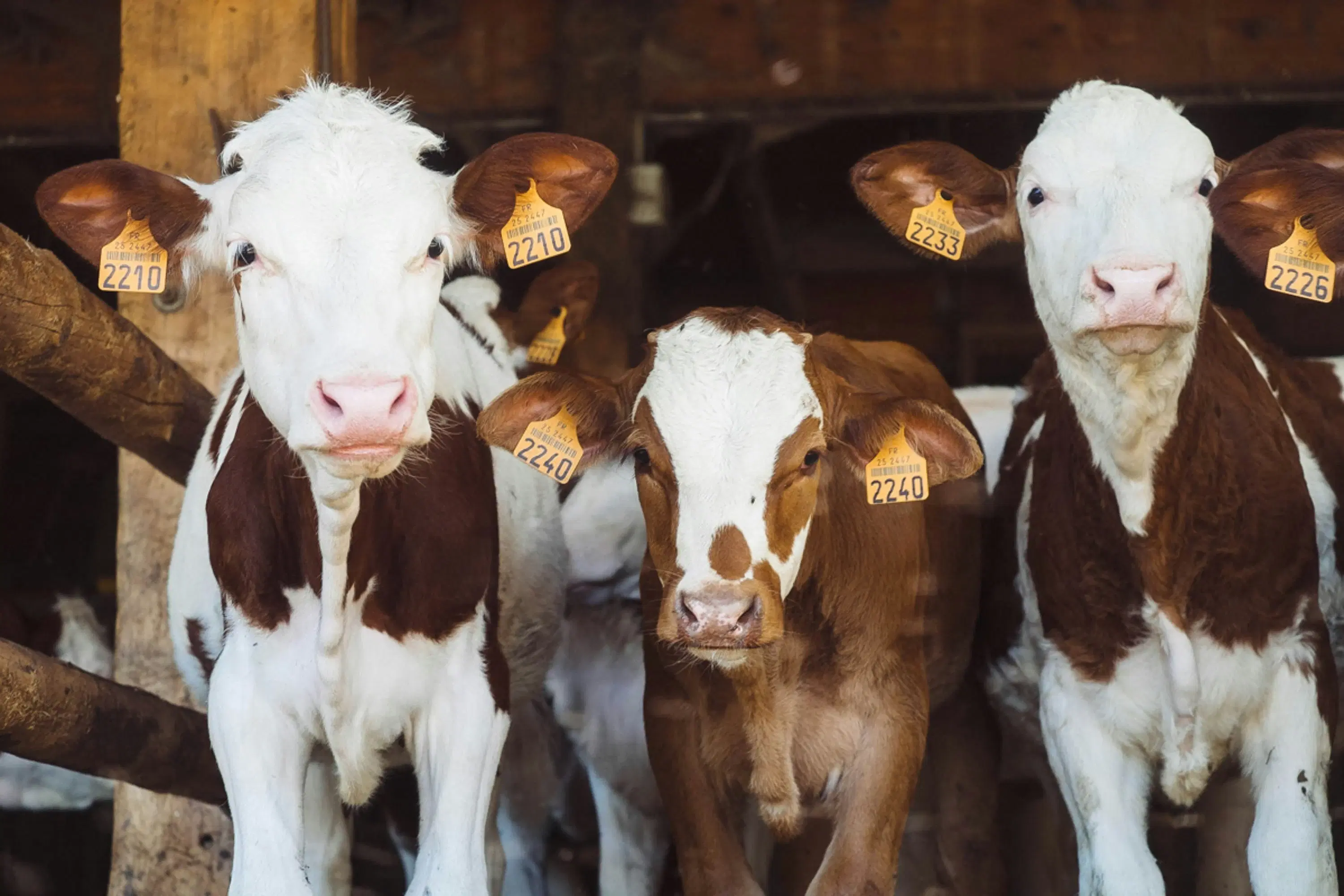 Streamlining Dairy Farming Operations through Digital Innovation