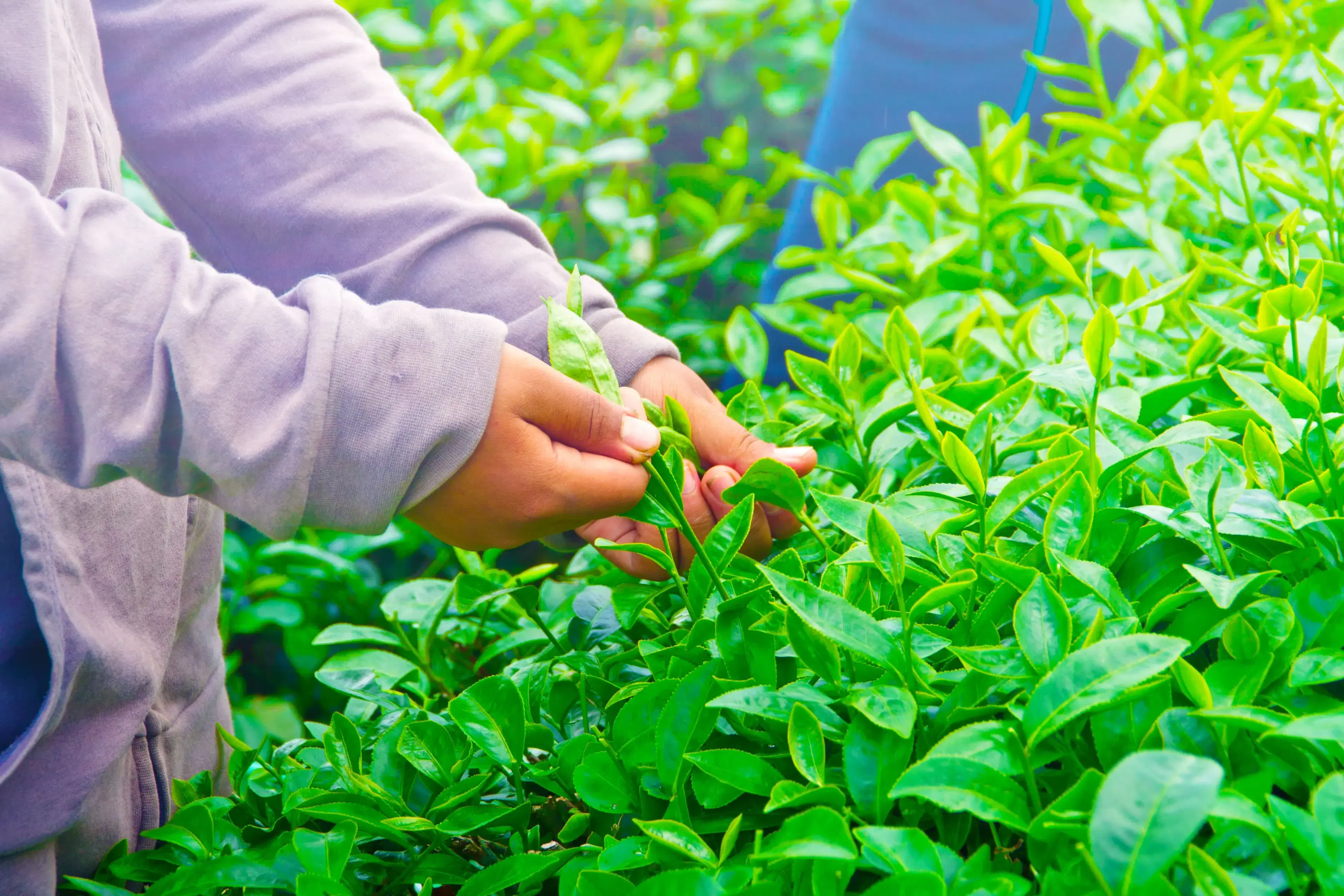 Revolutionizing Tea Farming with Digital Innovation