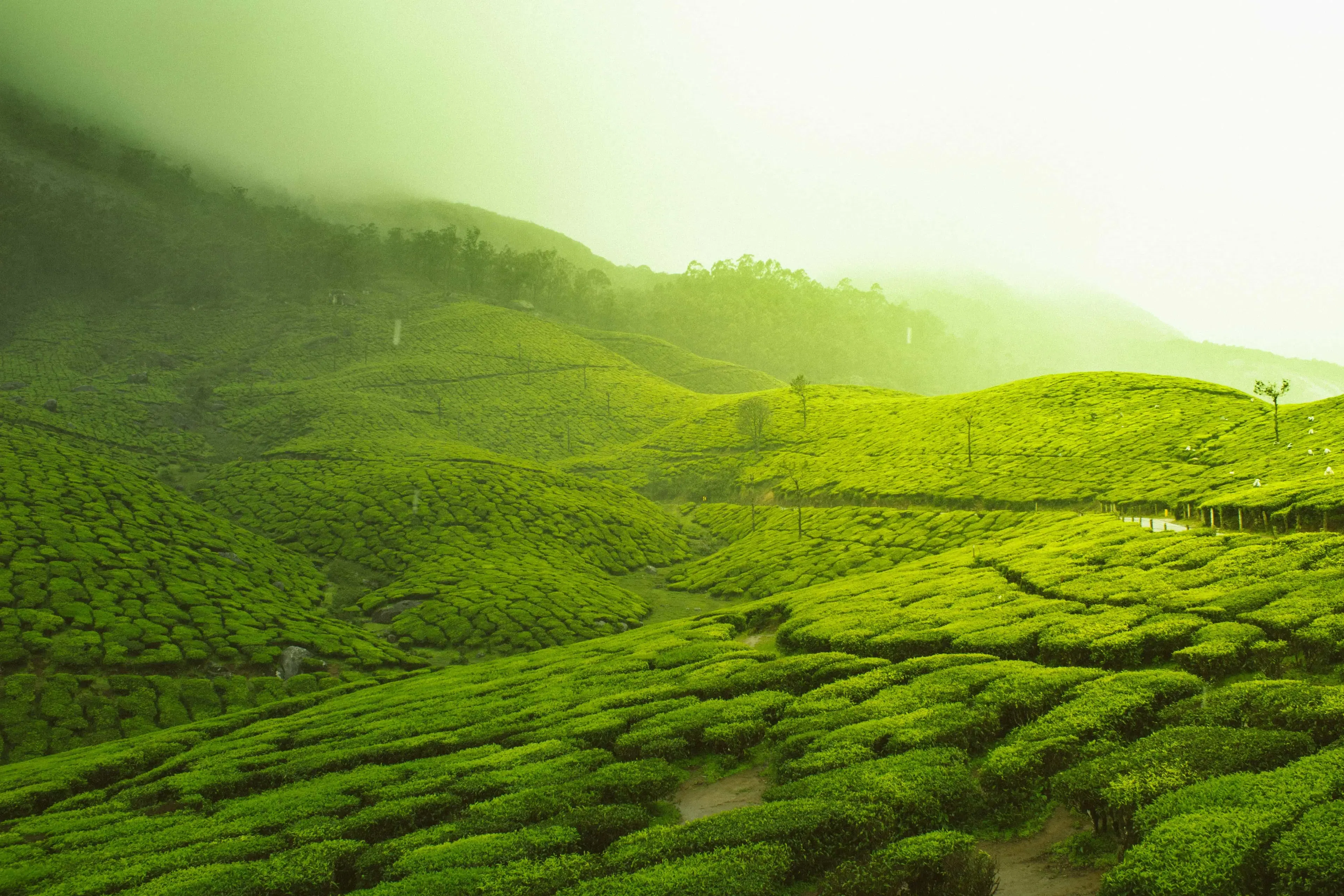 Empowering Tea Plantation Farmers with Digital Solutions